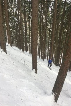 super sneg v gozdu