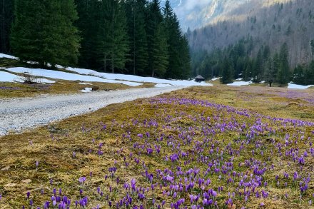 Pomlad v Zgornji Krmi (500 metrov od Kovinarske koče).