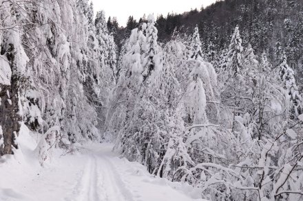 vzdolž gozdne ceste še vztraja zimska pravljica
