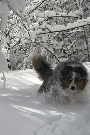 Ogi, snežni pes