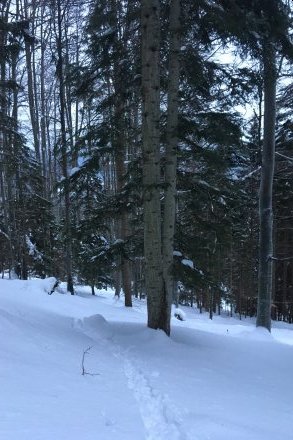 Spust skozi gozd (zgornji del, pri Lešanski planini)